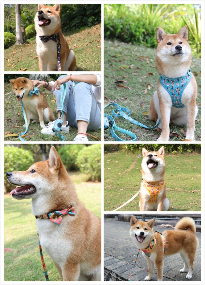 dog leash and collar set (2)