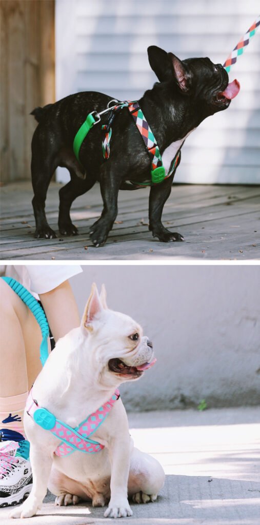 dog harness (1)