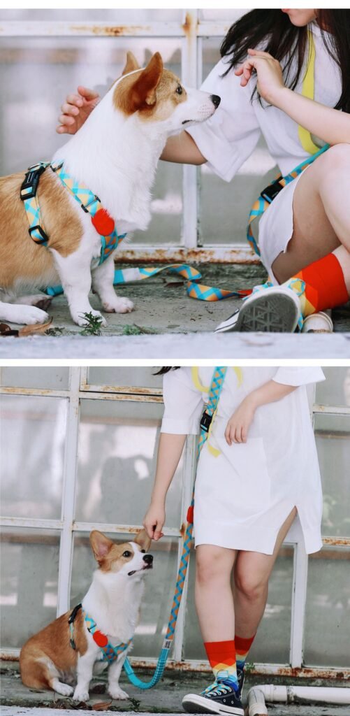 dog harness (6)