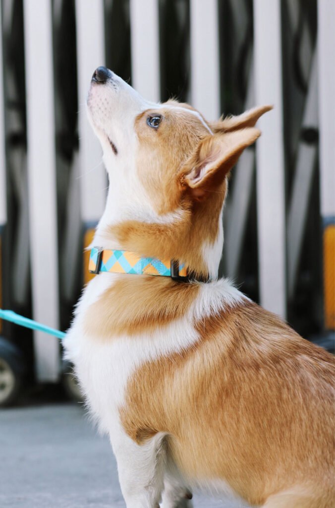 colorful pattern dog collar