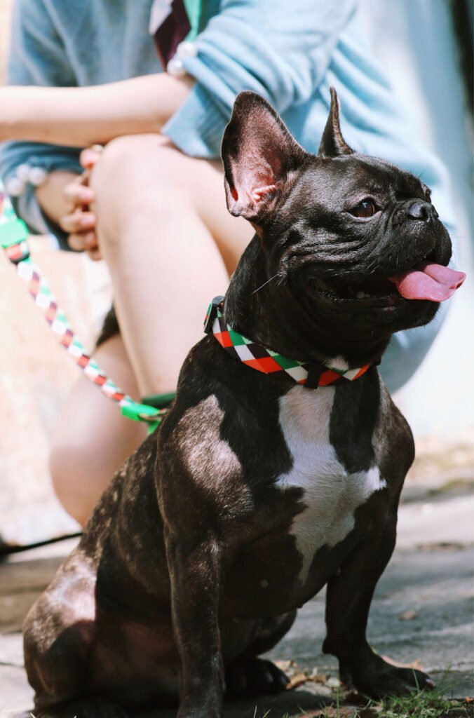 nylon pet collar for dogs