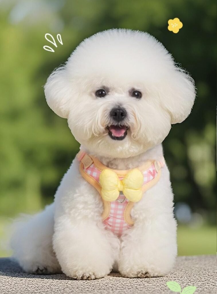 gingham pet harness and leash set